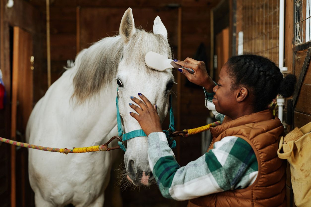 Build a bond with your horse - horse being groomed