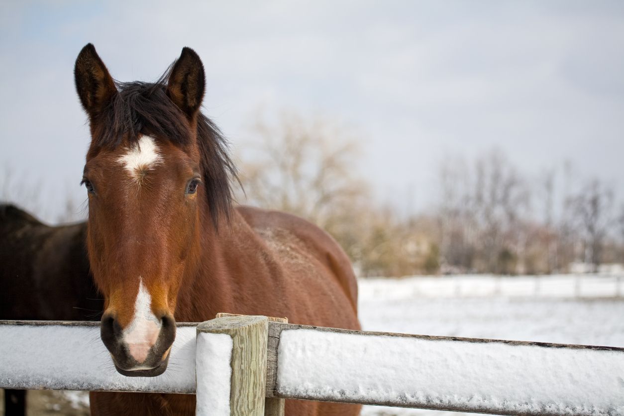 Cold weather tips for your horse this winter - A horse by a fence during winter