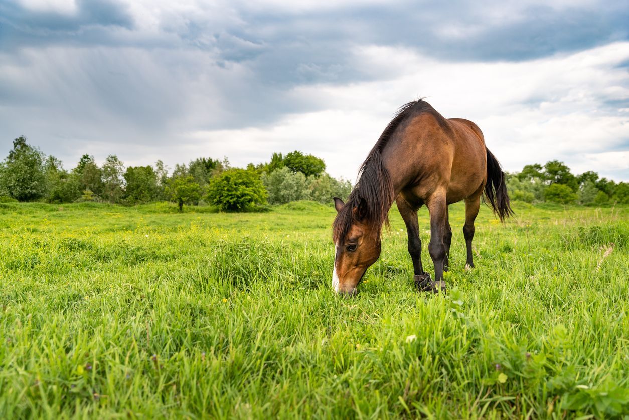 Poisonous plants and common toxicoses in horses - horse grazing in pasture