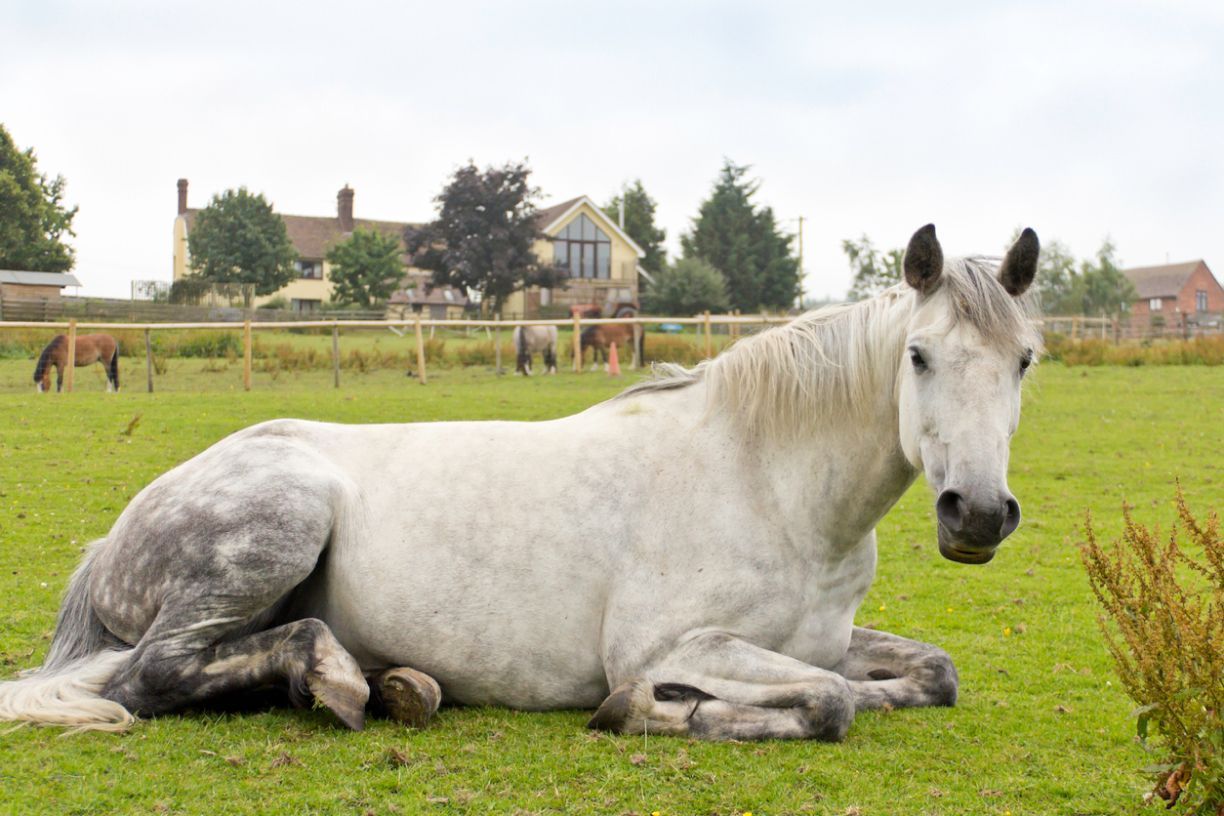 What are the common signs of colic in horses? - a white horse lying down in a field