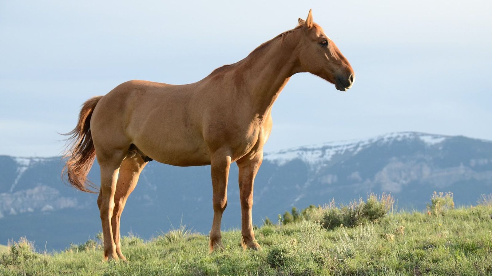 West Nile virus disease in horses - Sable horse standing outdoors