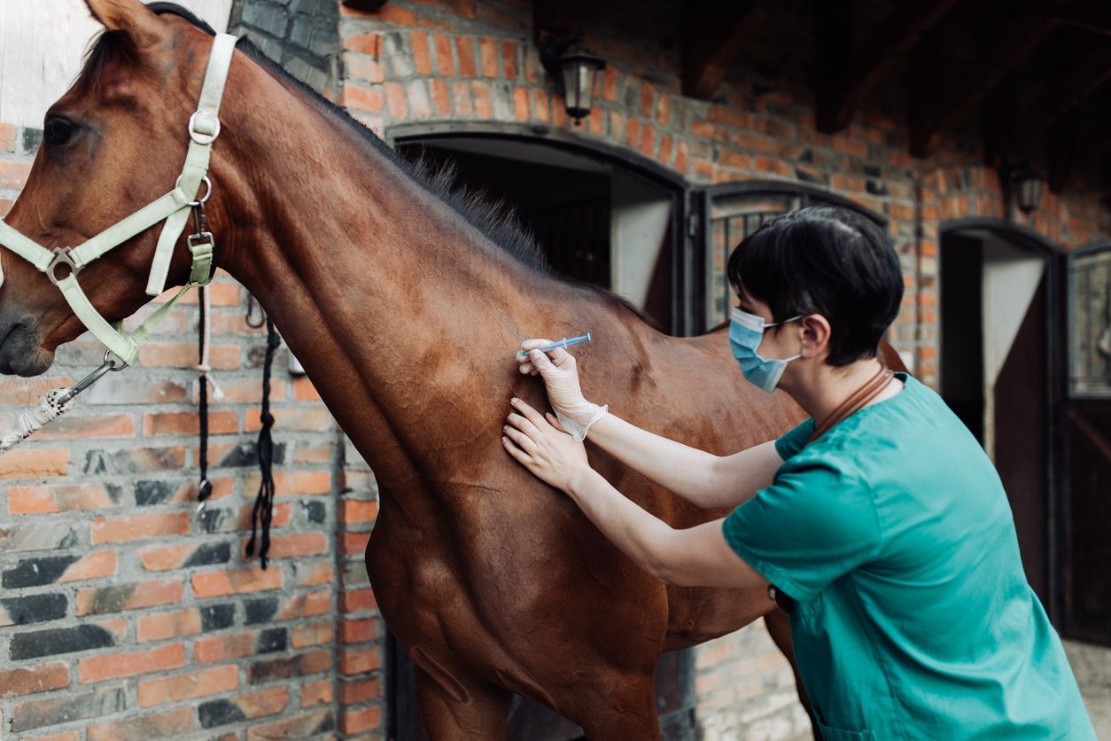 Vaccinations for horses and disease prevention - vet giving horse an injection