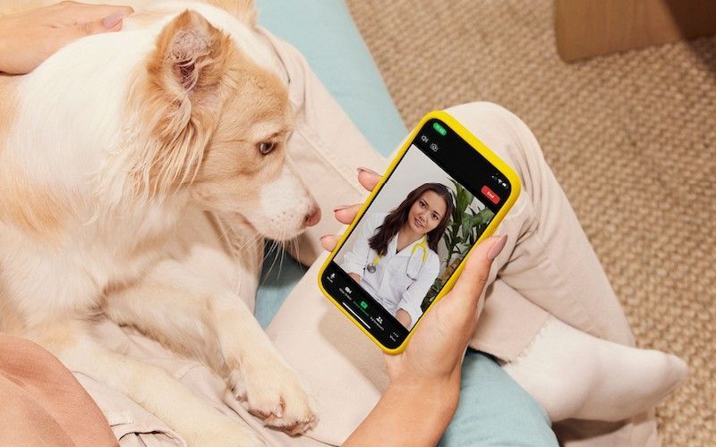 Veterinary Telehealth Reimagines Basic Veterinary Care for Owners and Providers - Vetster