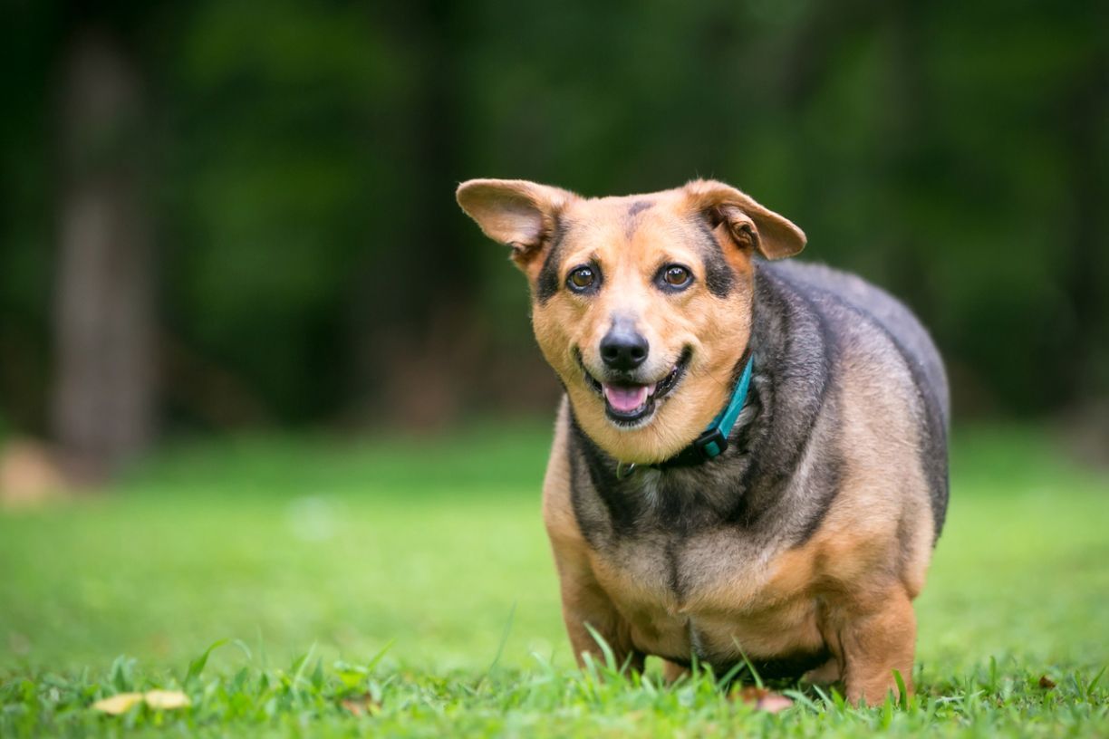 How to prevent and manage obesity in dogs - A dog standing on a lawn