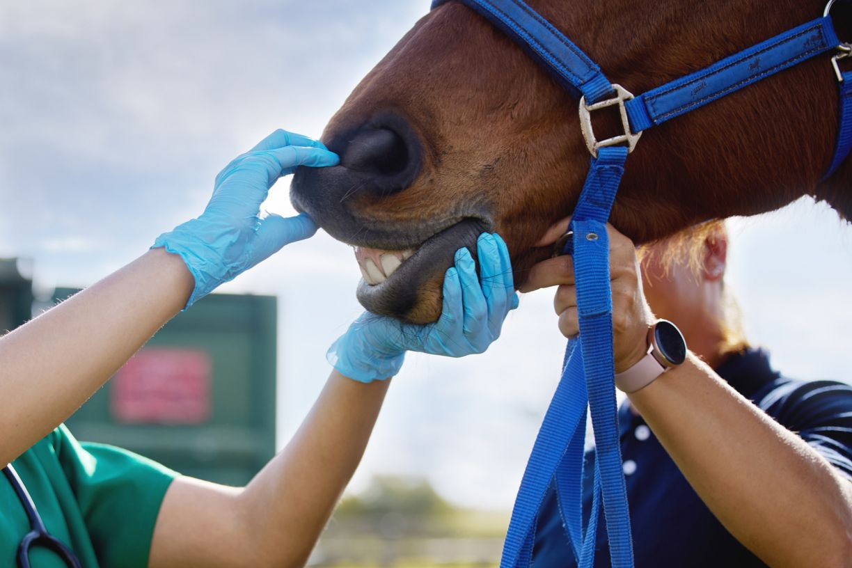How to take care of your horse’s teeth  - A vet lifting a horse's upper lip to check their teeth