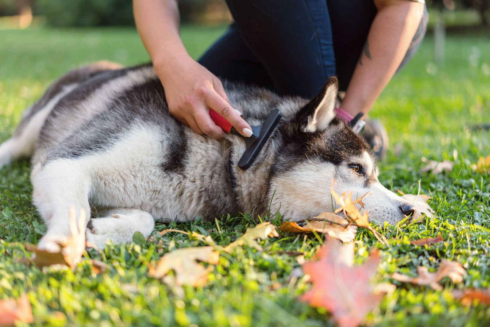 Pet shedding more than ever? Yep, it’s spring - a husky lying on the grass being brushed