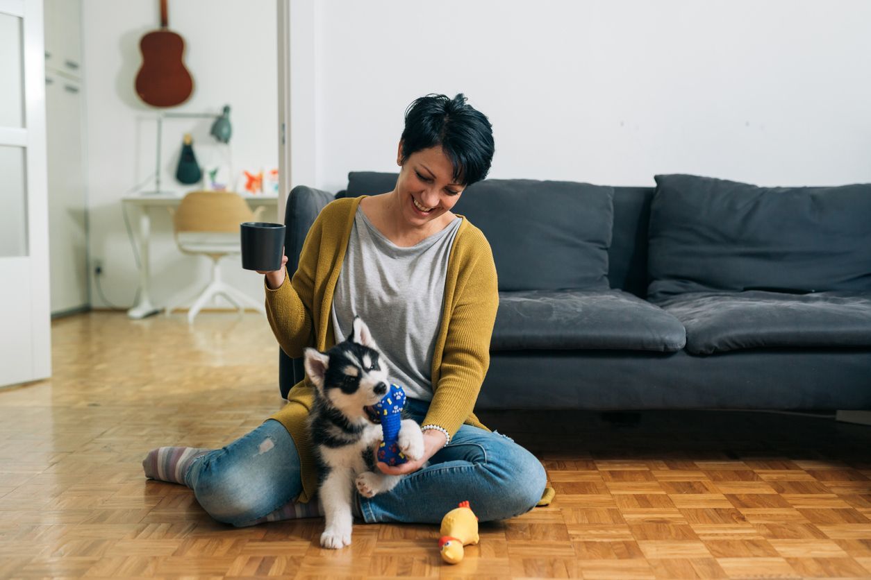 Top tips for flea-free homes - a husky puppy playing with toys on a woman's lap
