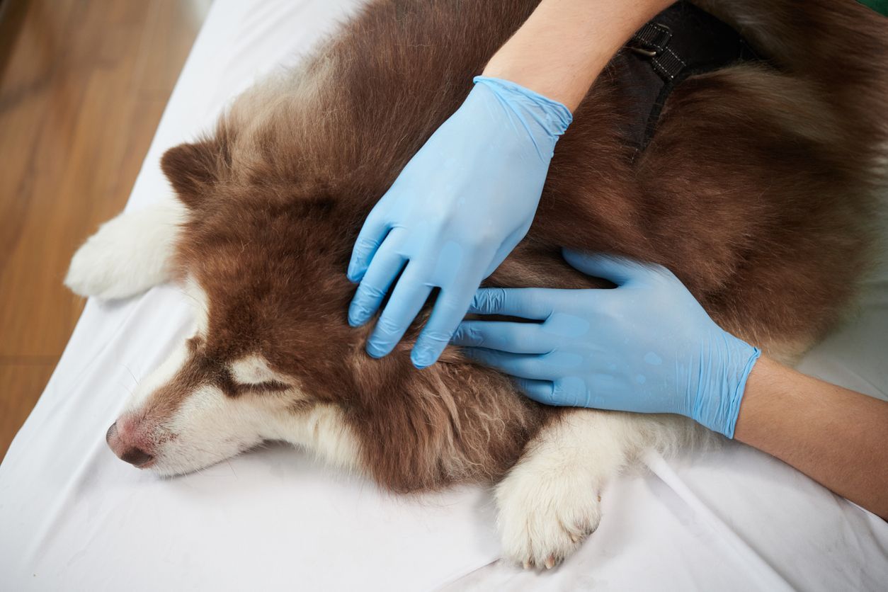 How to check your dog for tick bites - a husky laying down as a person checks their fur