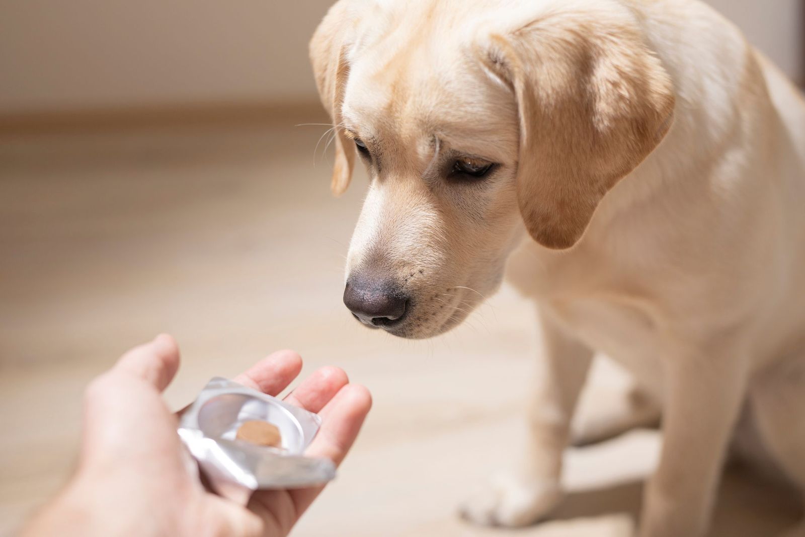 Is human allergy medication ever safe for dogs? - A yellow Labrador retriever sniffing a tablet held in an open foil blister pack in a person's outstretched hand.