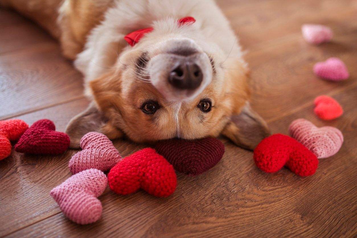Valentine’s Day for dogs: 5 ways to show them the love - Dog lying on the floor with knitted hearts