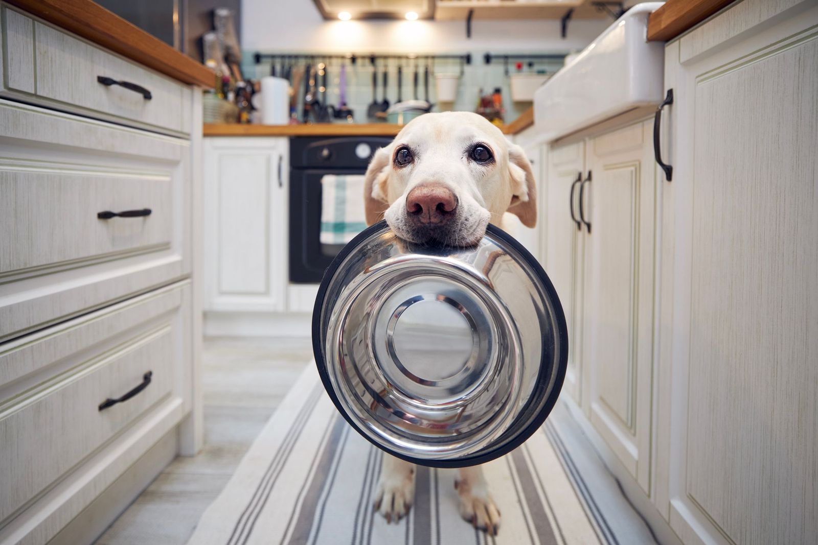 How to conduct an elimination diet for dogs with allergies - A yellow Labrador stands in a kitchen holding an empty stainless steel dog bowl in its mouth.