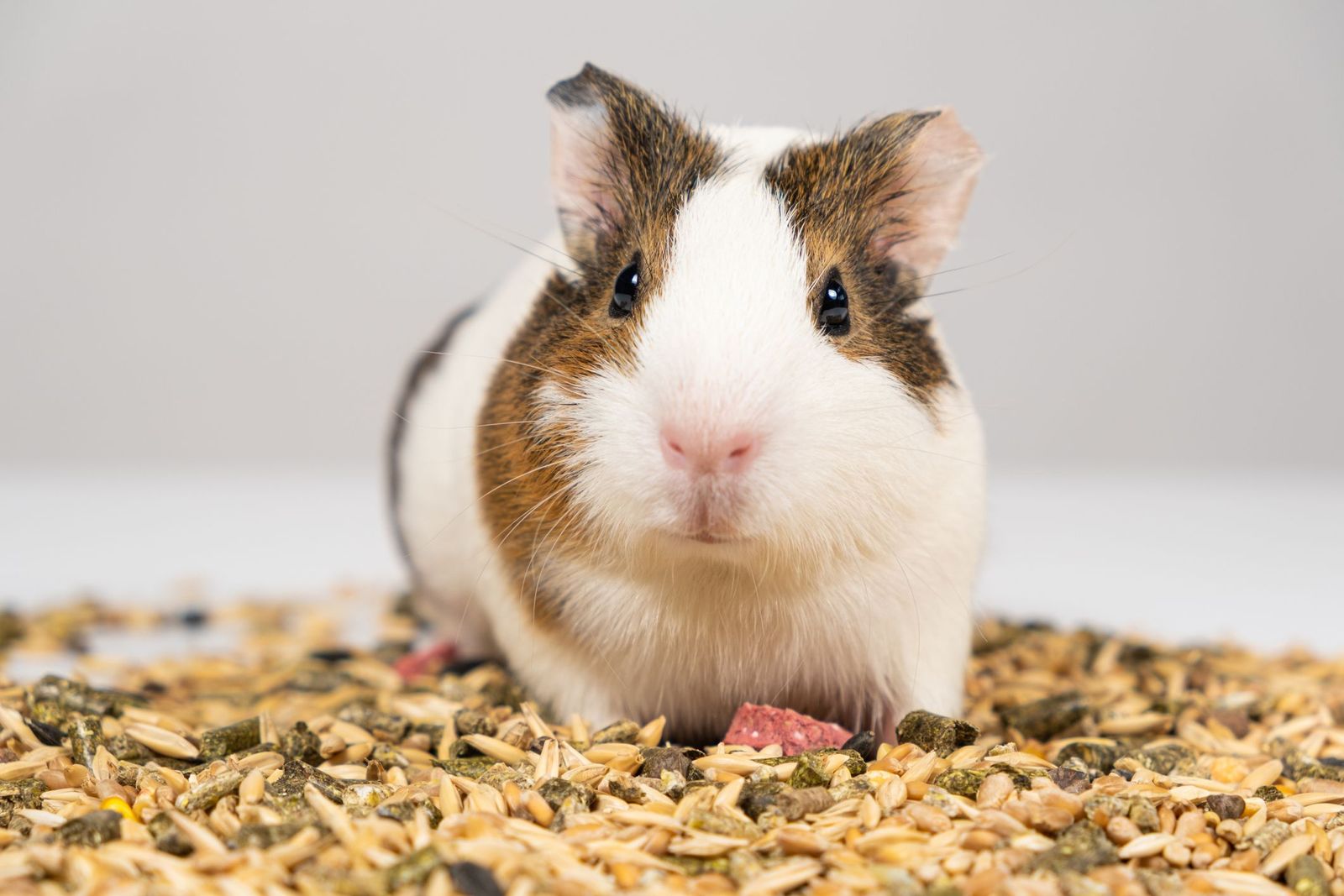 How to tell if your guinea pig is sick: 10 signs to watch for - Vetster