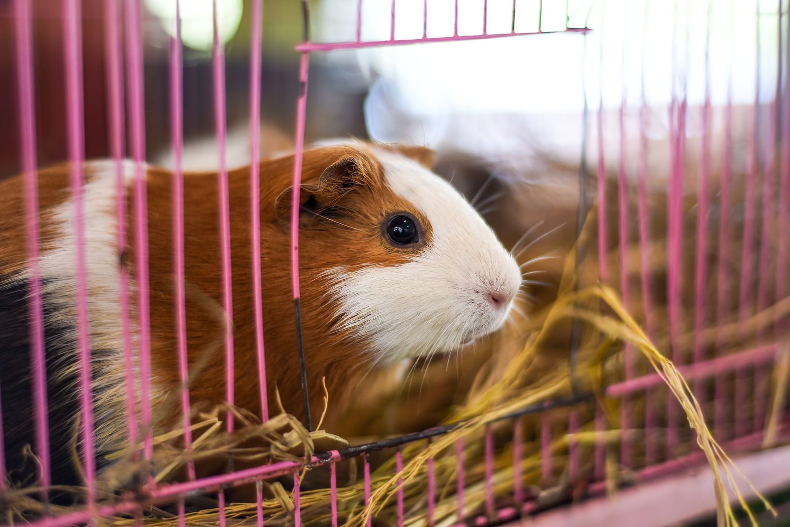 Guinea pig not eating: causes, what to do, and when to call a vet - Vetster