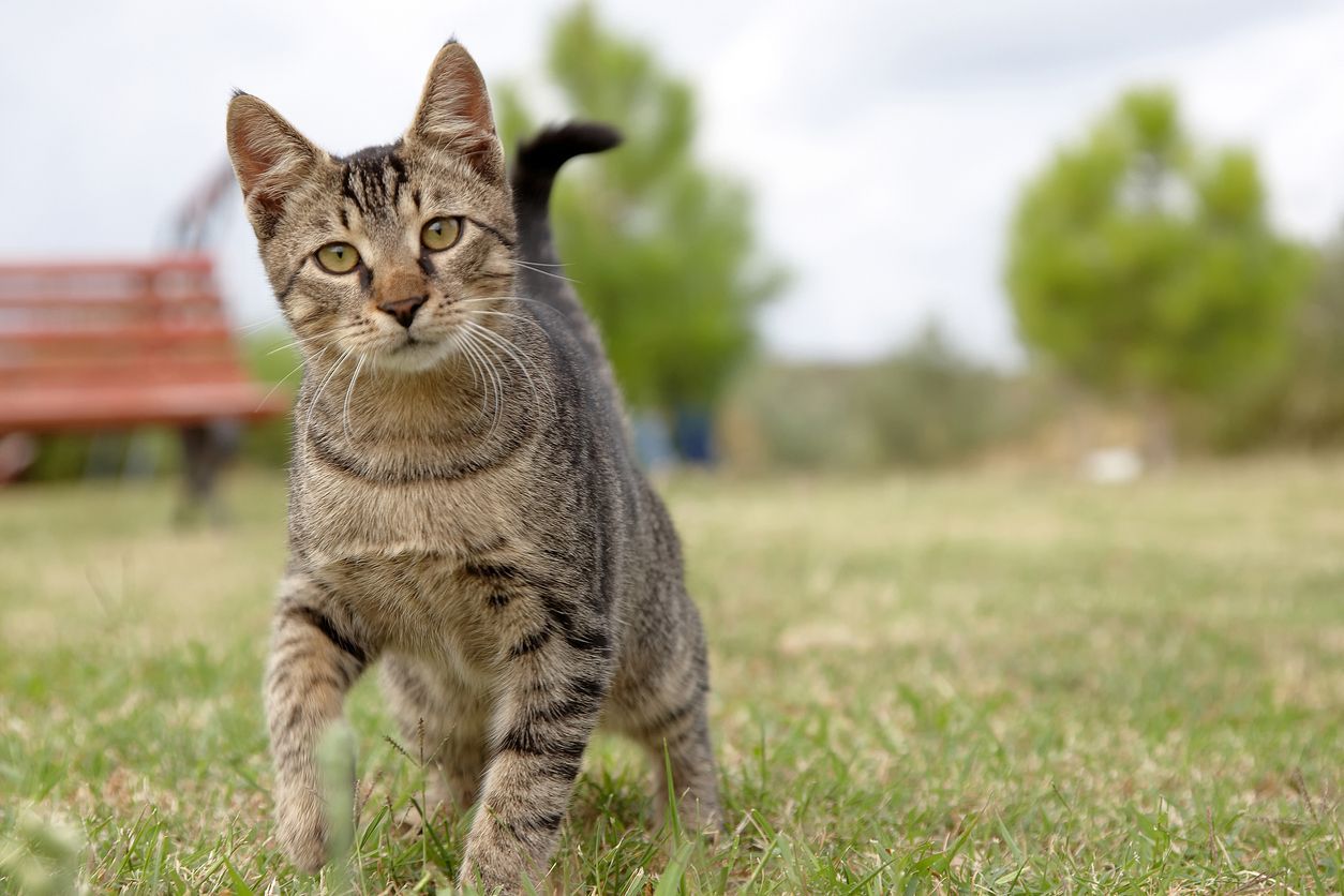 How do I know if my cat has arthritis? - Tabby cat kitten looking at camera on a field