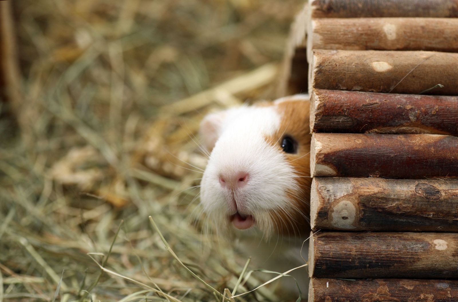 Guinea pig mites: how to identify them, treat them, and when to see a vet - Guinea Pig looking out from a wooden tunnel in enclosure. 