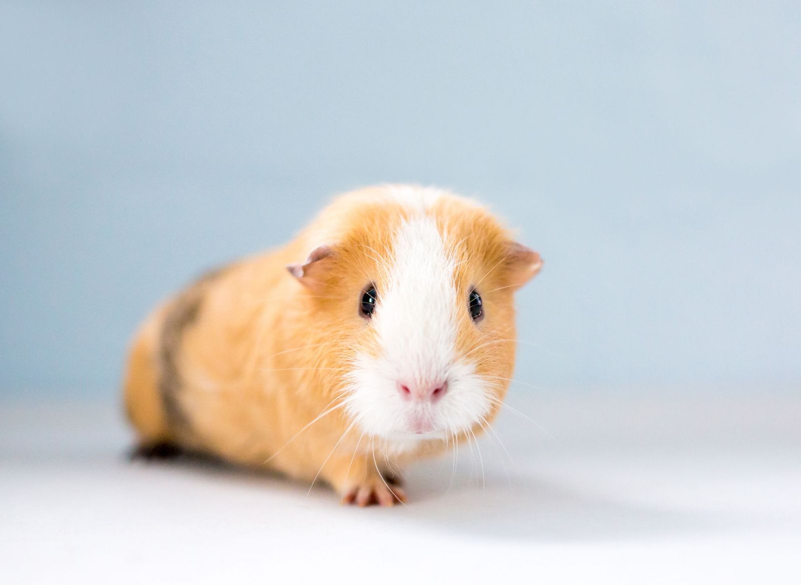 Guinea pig eye infection: symptoms, causes, and treatment - Vetster