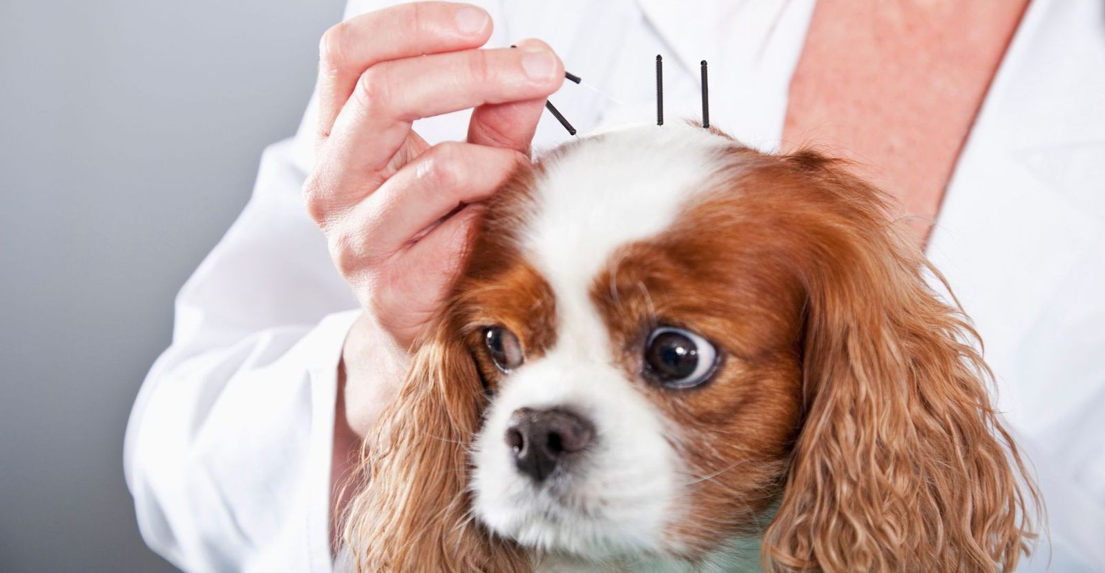 Acupuncture for pets - Vetster