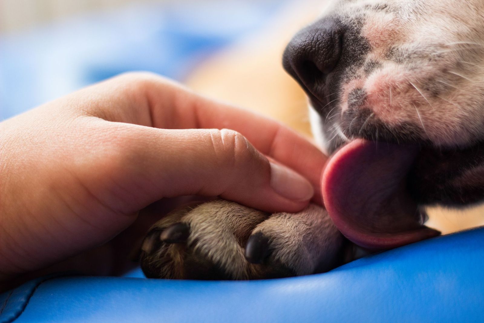 Interdigital furunculosis and how allergies affect dog paws - A person holding a dog's paw while the dog licks its own toes, showing a person checking a dog's paw for signs of irritation.