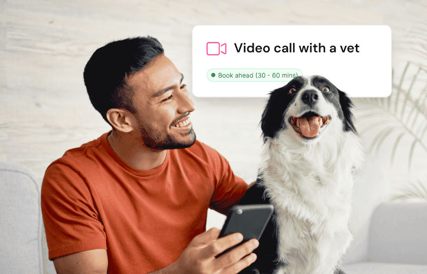 Flea and tick prevention for dogs - Vetster