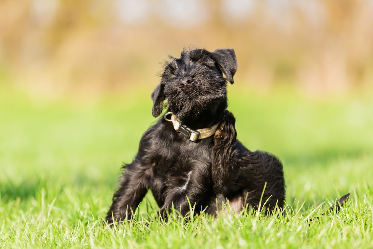 What to do if your dog has fleas - Vetster