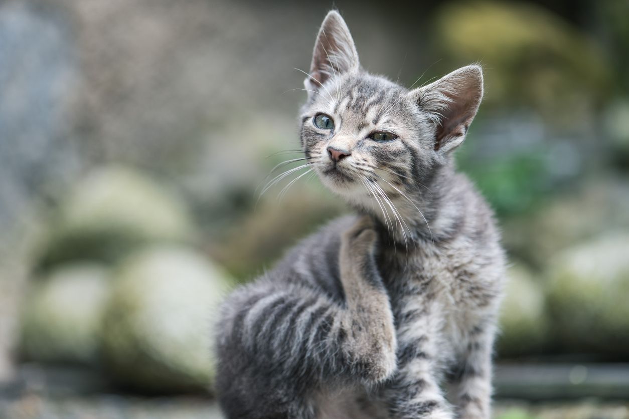 Can I treat my cat for worms without going to the vet? - A grey kitten scratching itself against an out-of-focus garden