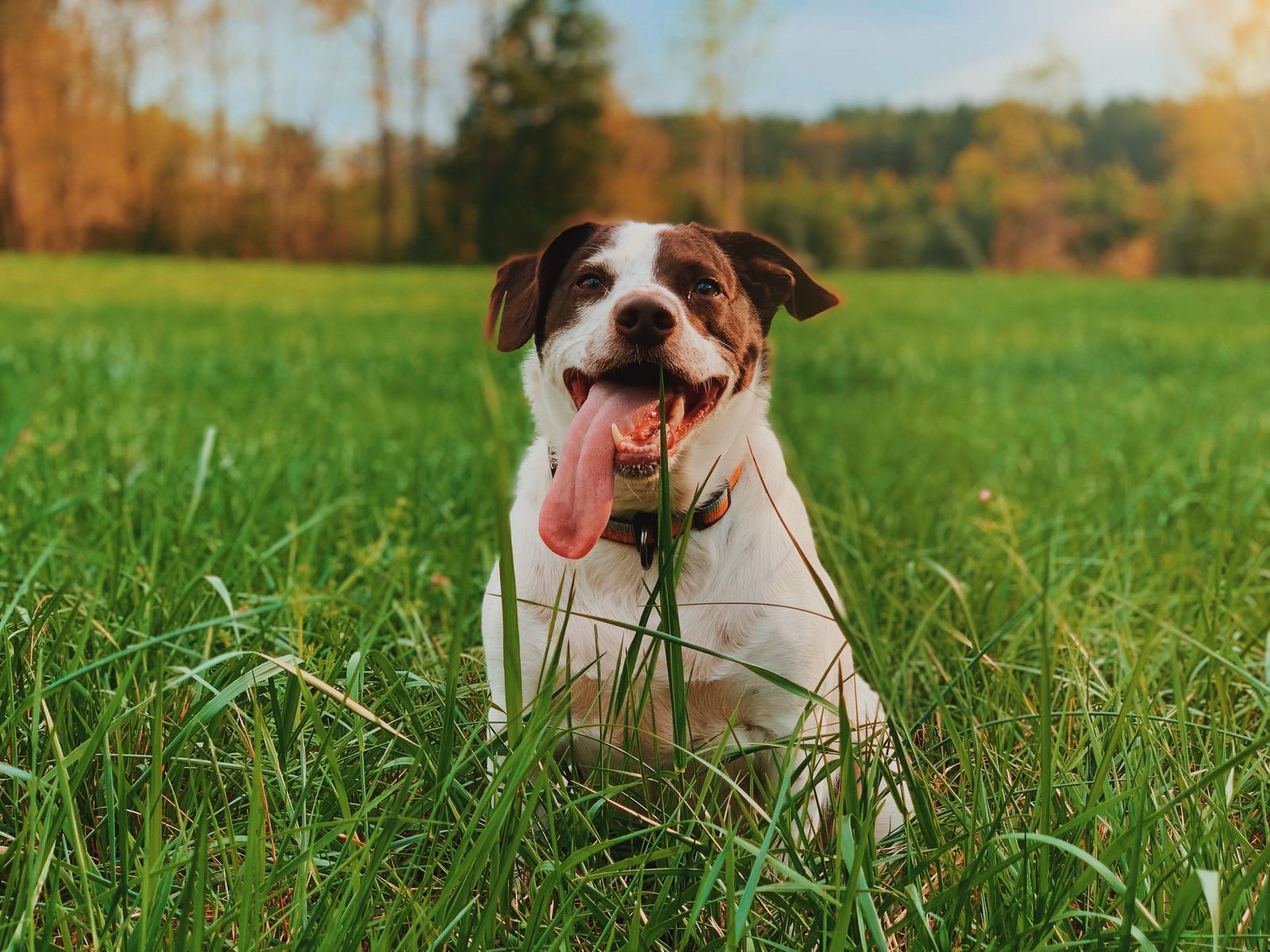 Why your dog is trying to eat grass: Debunking the myths - Vetster