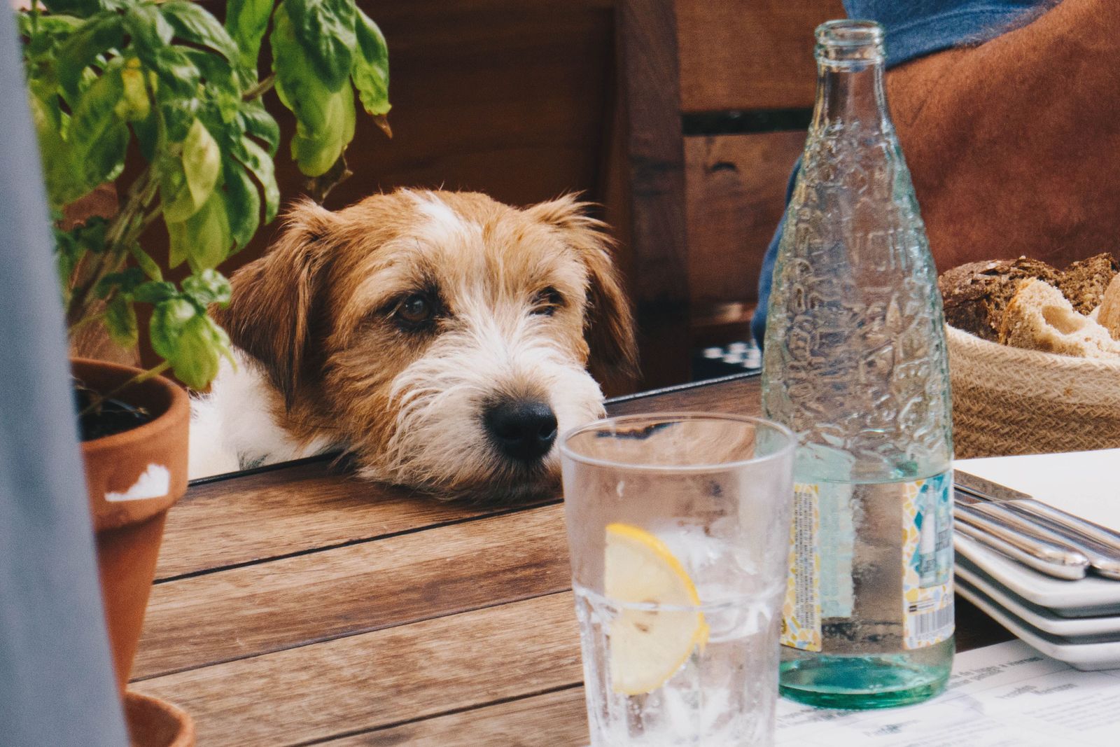 How safe is the water your pet is drinking? - Jack Russell Terrier looking over table