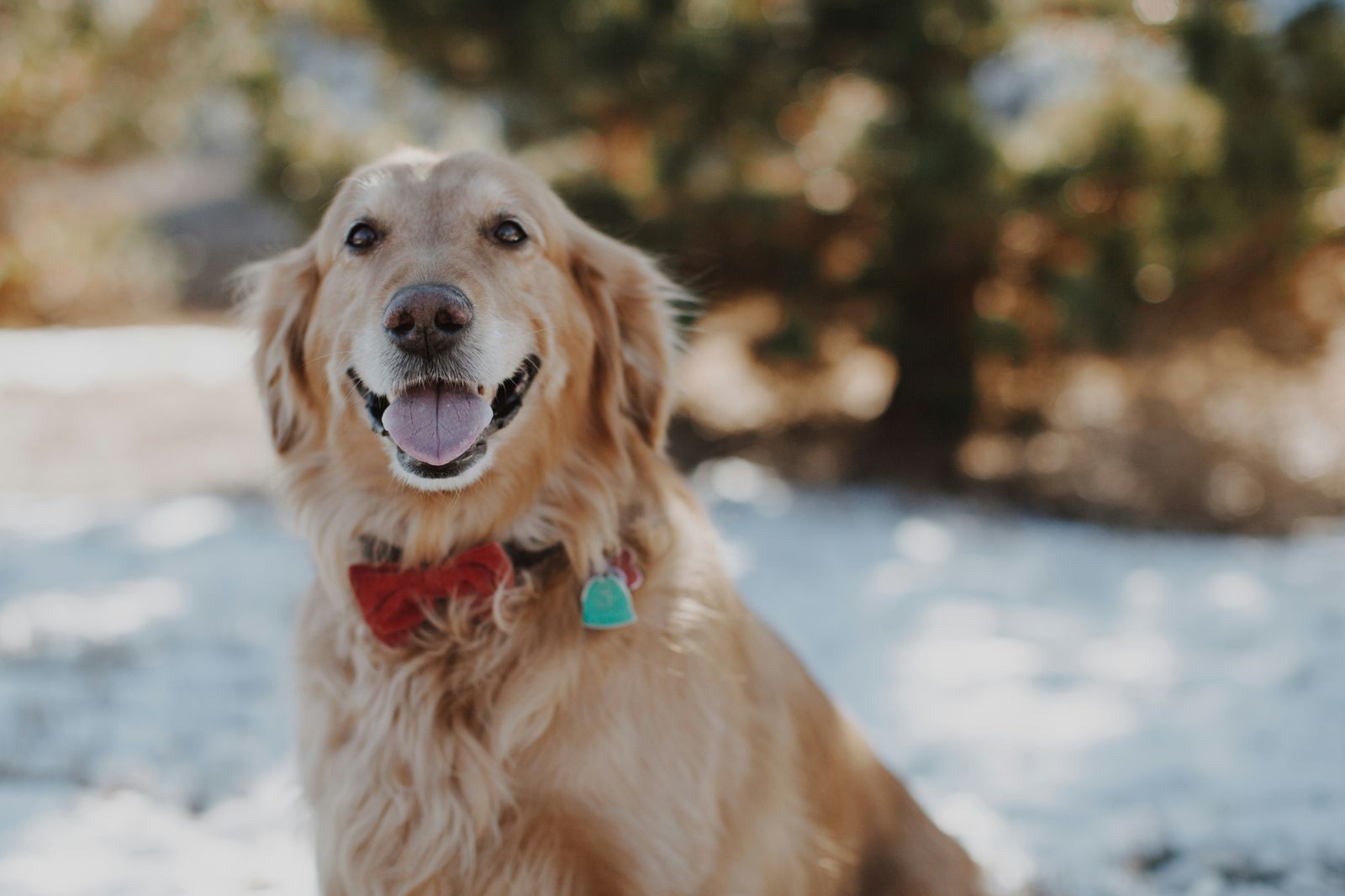 17-Year-Old Golden Retriever Going Home for the Holidays Brings Out All the Feels - Vetster
