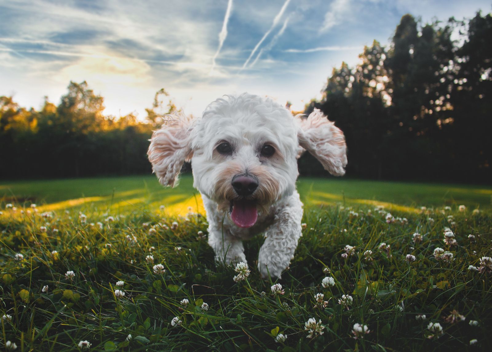 6 things to know about summer cuts for dogs - Vetster