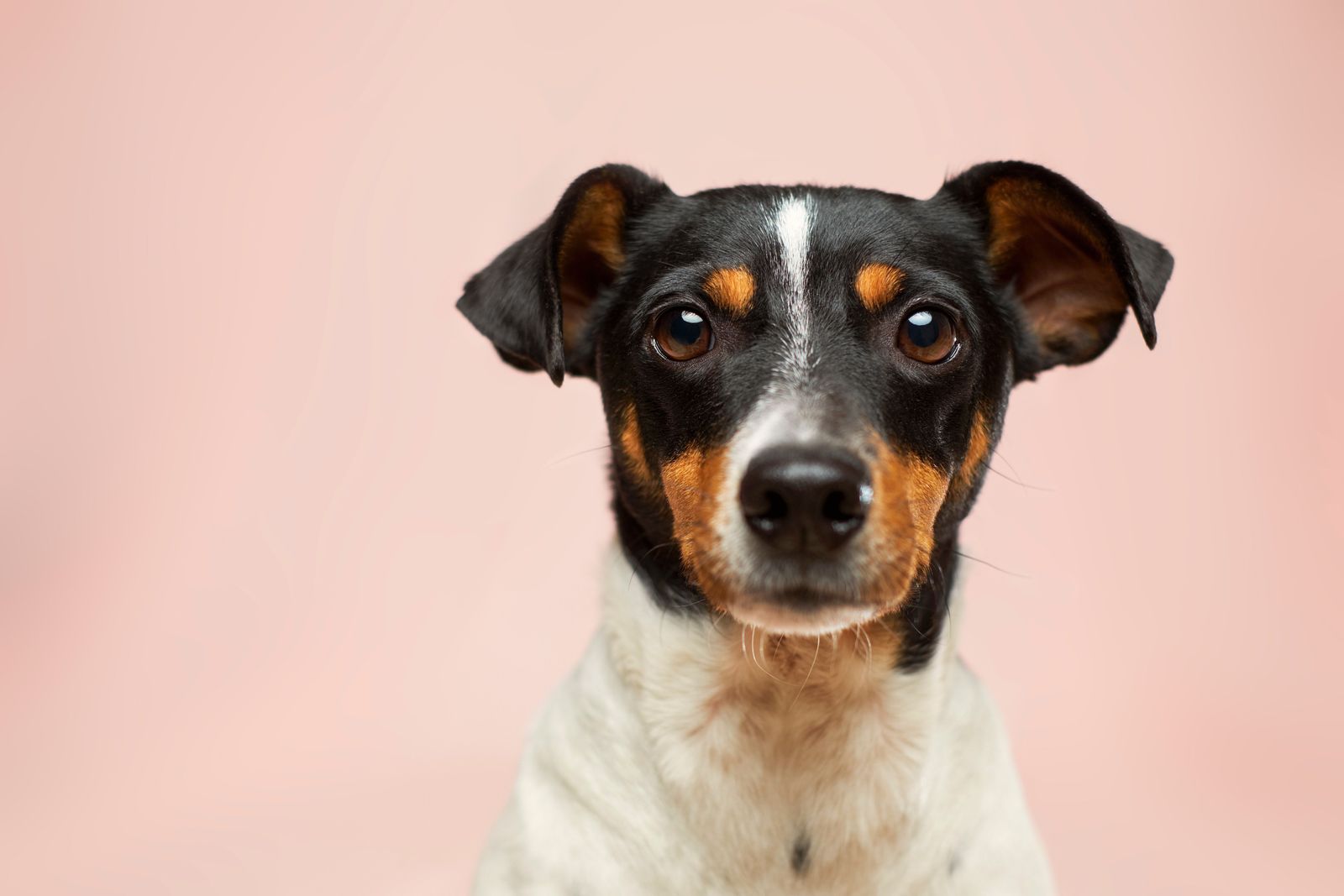 Everything you should know about Parvo if you have a dog - Vetster