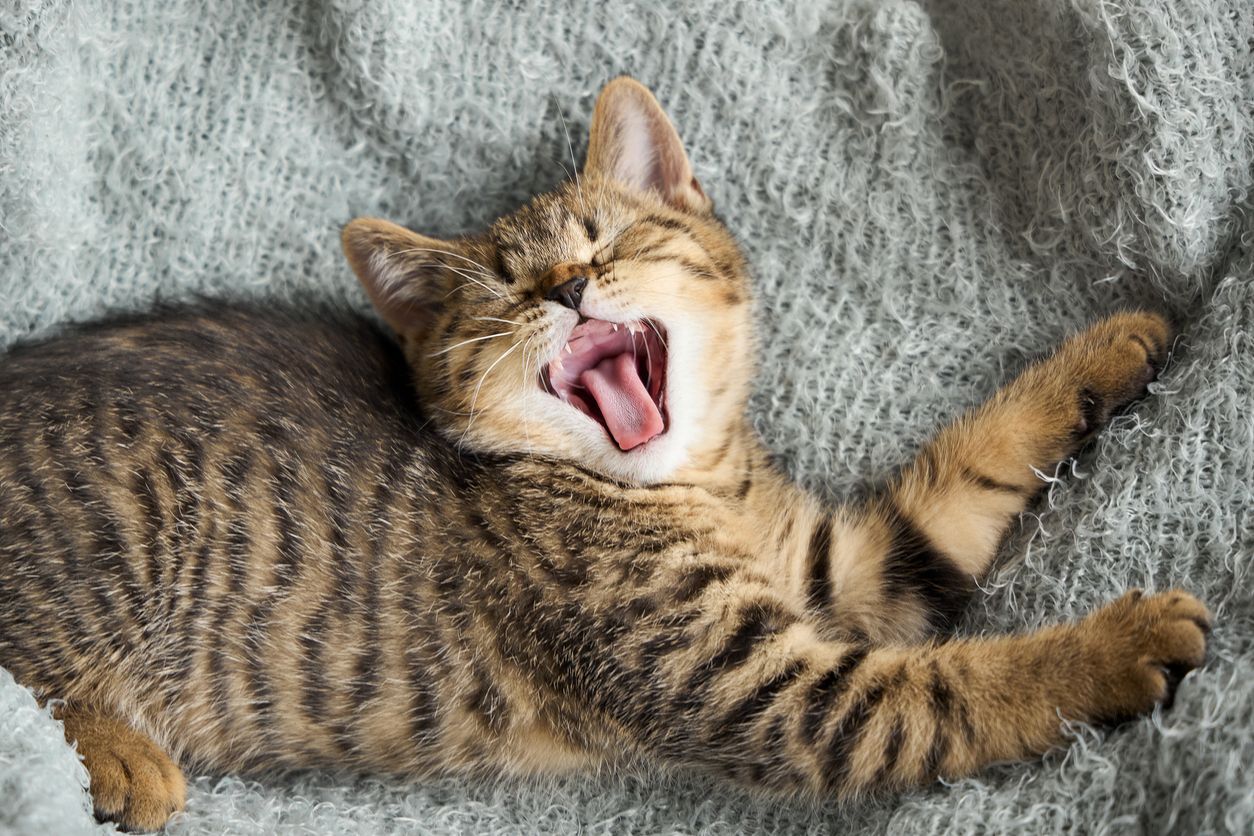 How is feline stomatitis treated? - A kitten laying on a blanket, yawning