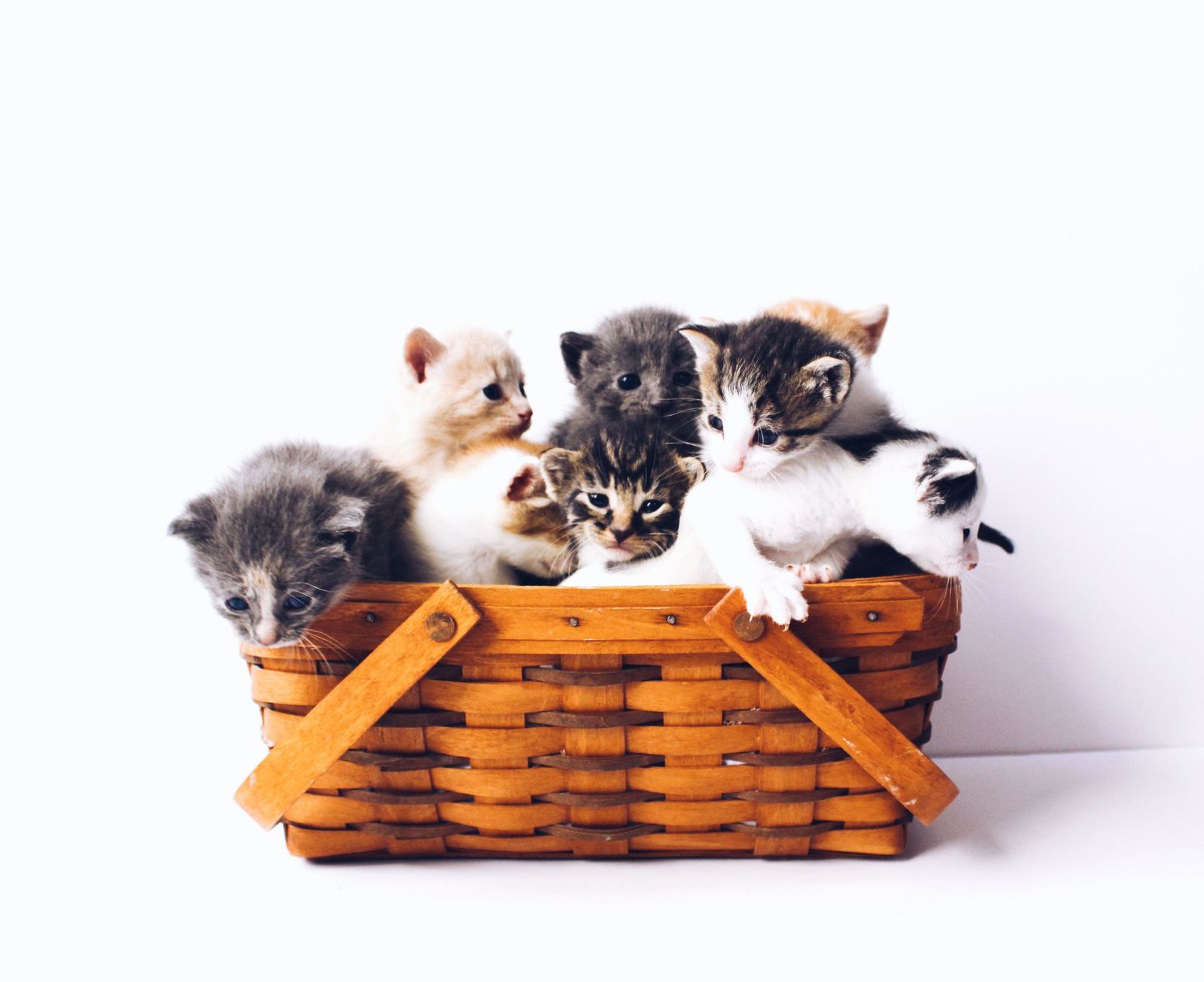 Kitten season? Sounds magical but it’s totally a thing - Vetster
