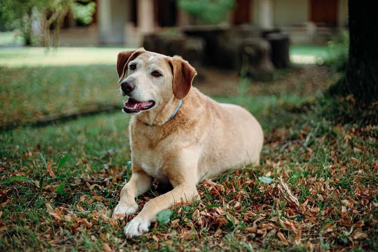 What to do if you see worms in your dog’s poop - a Labrador Retriever lying in the grass at a park