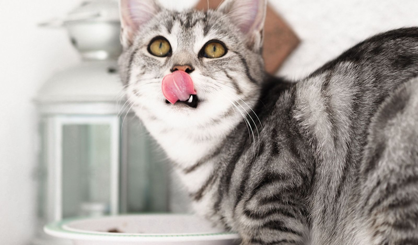 Can you feed your cat dog food? - Vetster