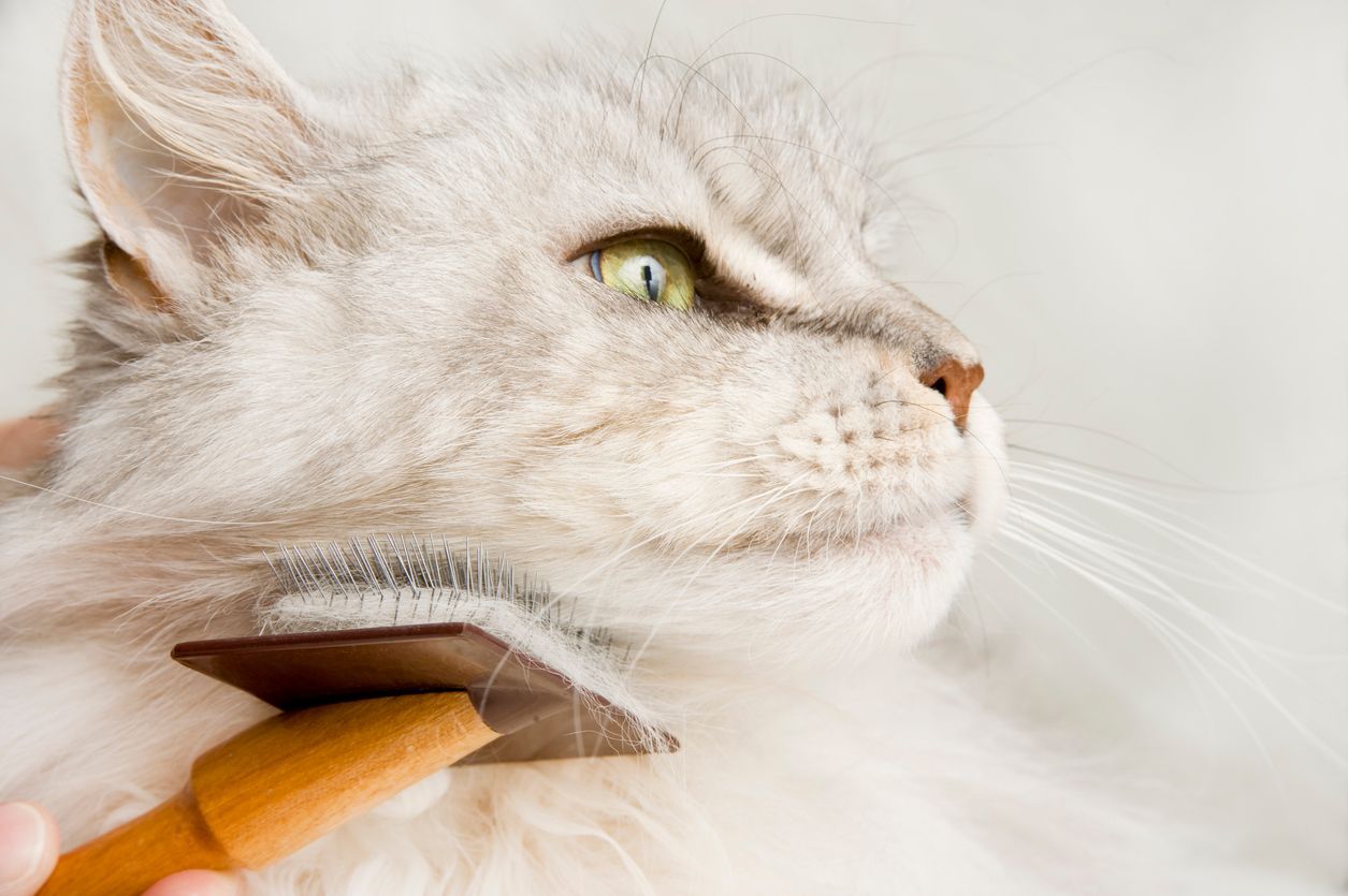 How to prevent dry, flaky skin in cats - A long-haired cat being groomed with a brush