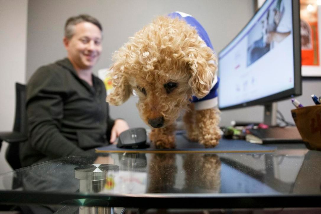 Dogs in the office? Paw-sible. Pet ownership soared during the pandemic and workplaces are responding to changing employee needs - Vetster