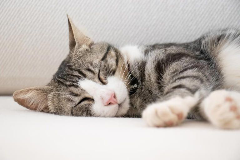 Cat Twitching in Sleep: Why it Happens and What to Do - Vetster