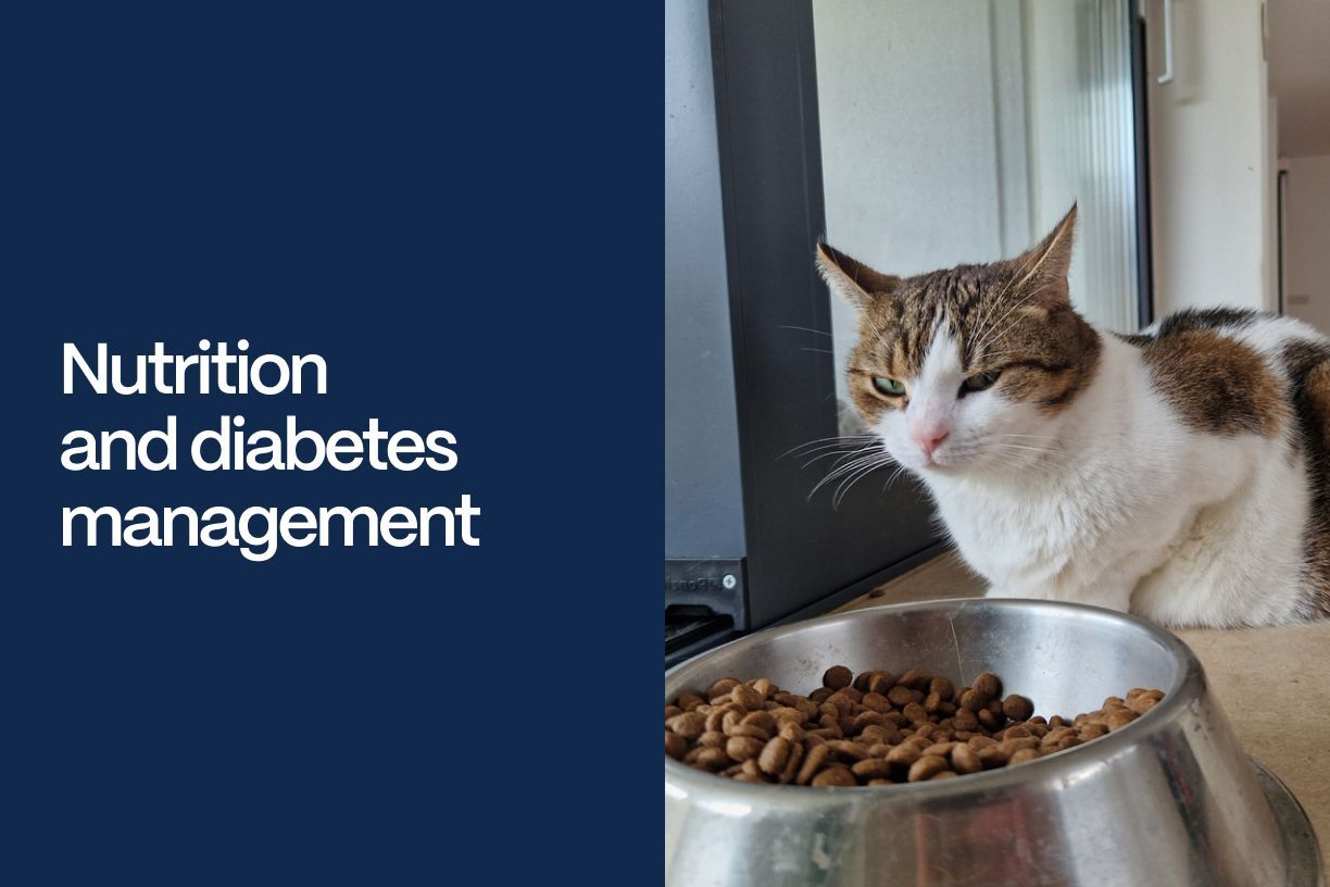 Nutrition and diabetes management - A cat perched next to their food bowl with the title of the article imposed on the left