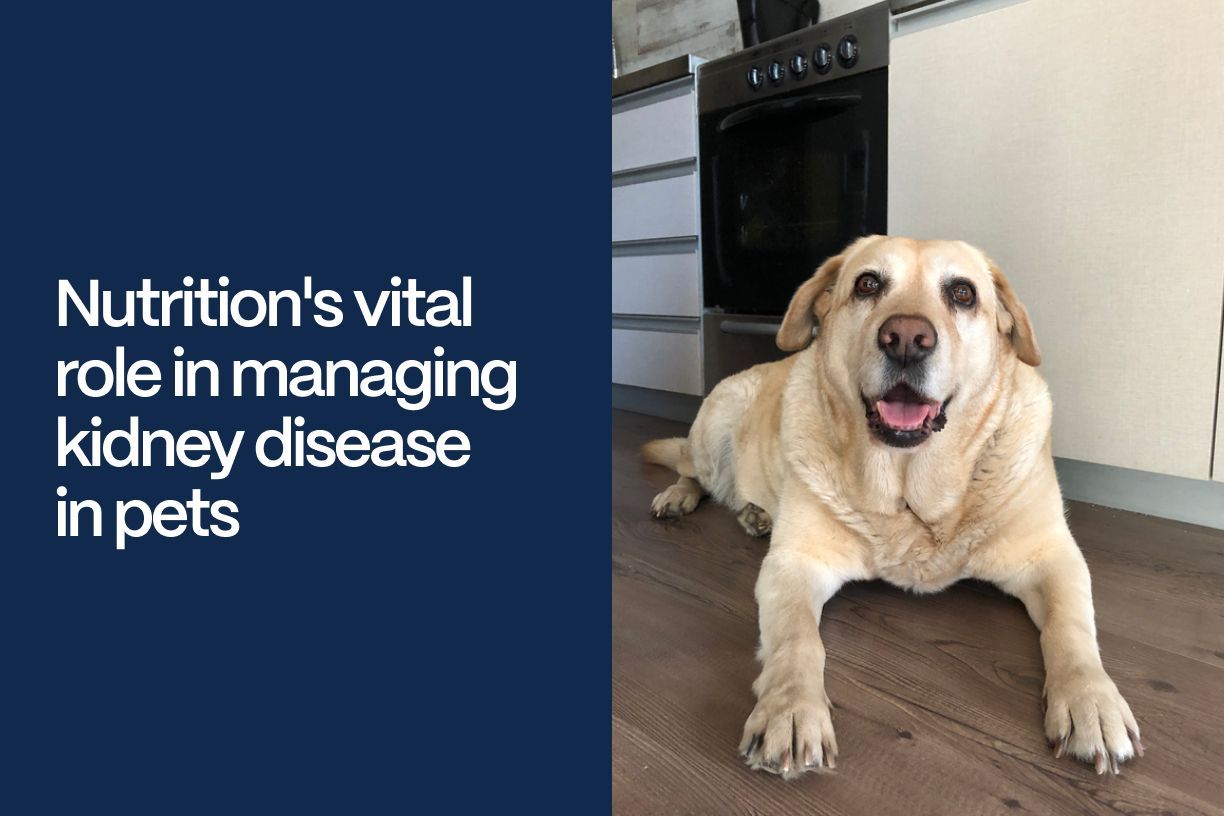 Nourishing Wellness: Nutrition's vital role in managing kidney disease in pets - A golden lab lying on the floor with the title of the article superimposed next to them