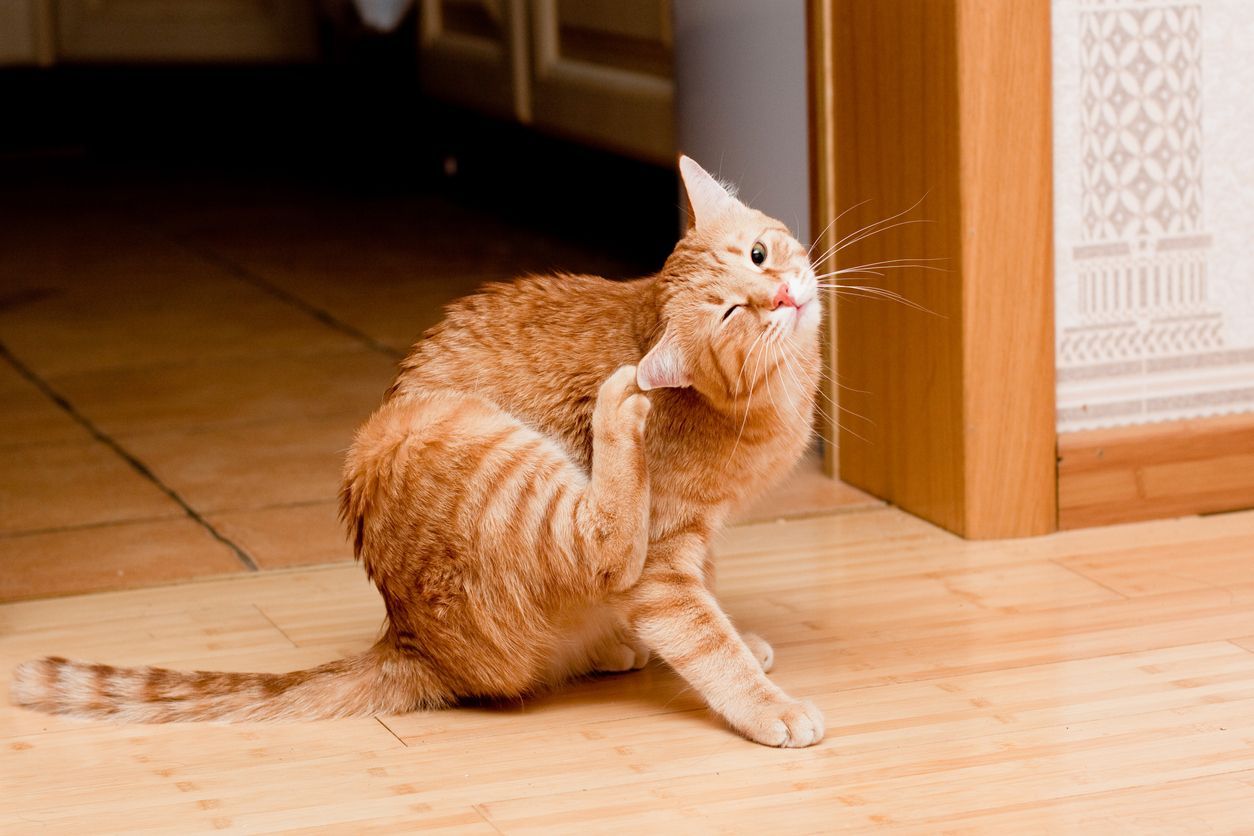 Is your cat’s itchy skin a sign of allergies? - An orange cat itching at their ear