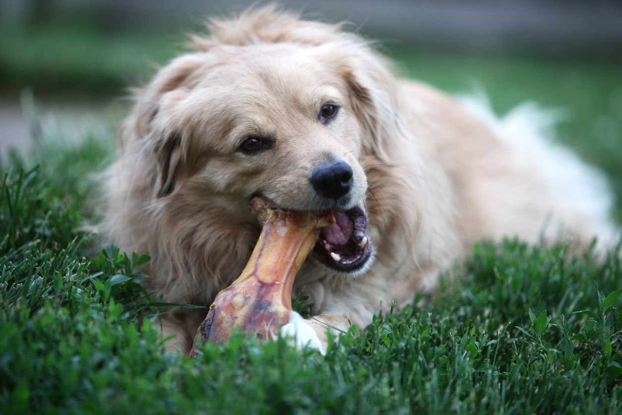 The role of nutrition in treating low calcium levels in dogs - A dog chews on a bone outside in the grass