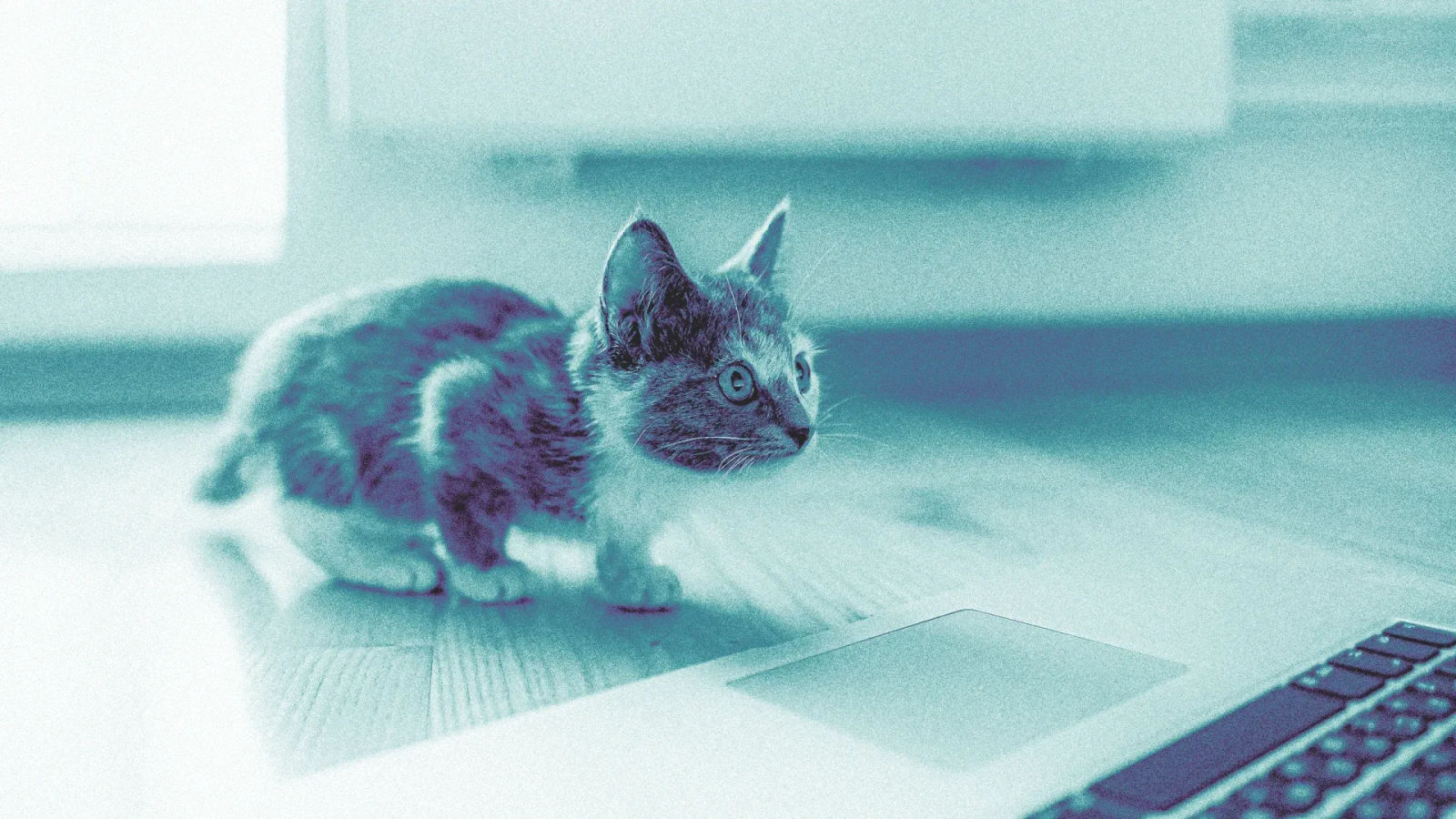 No More Wrangling Our Cat into a Carrier: Pet Telehealth Is Here - Vetster