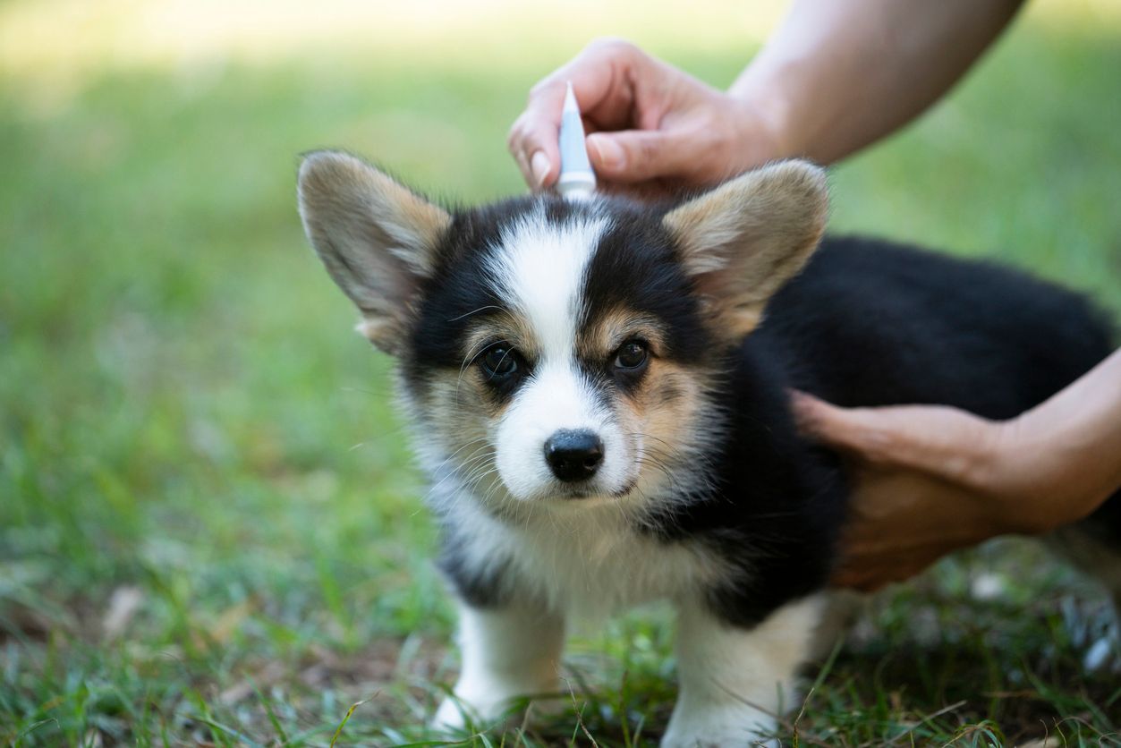 Prevent parasites and improve your pet’s health - Applying Parasite Prevention to a Corgi Puppy