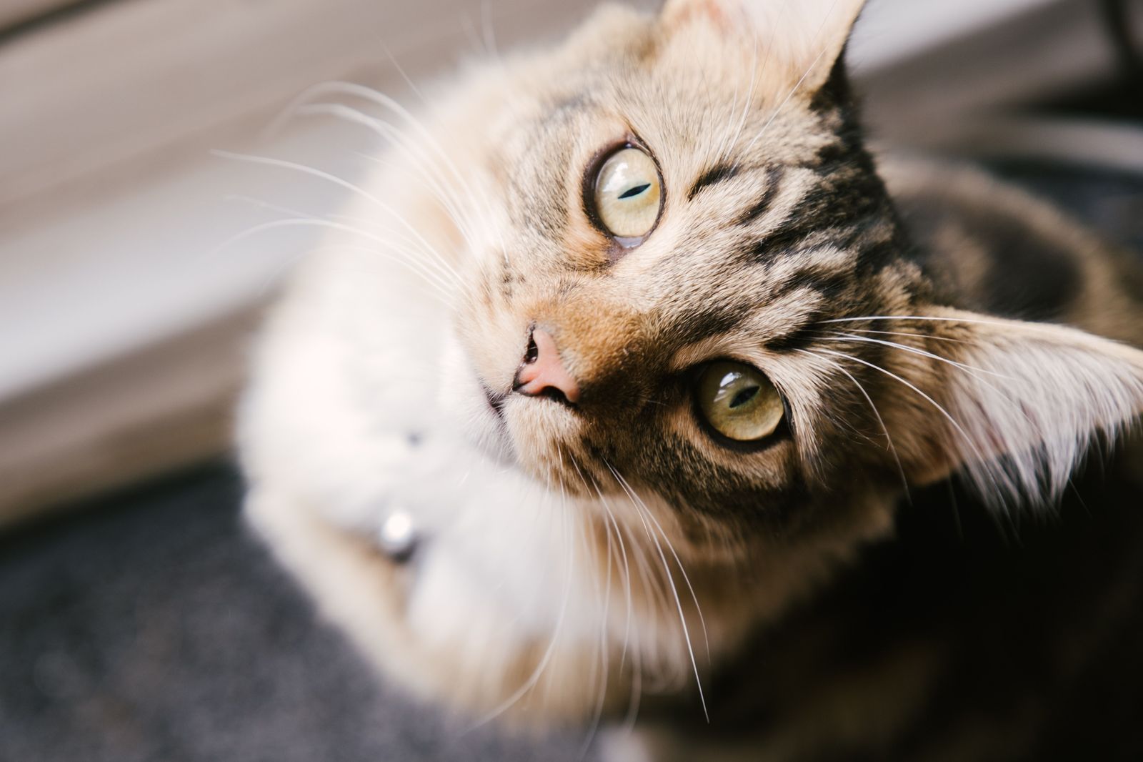 Things to consider when adopting a pet - Vetster