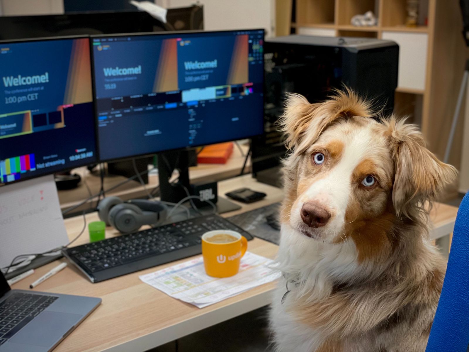 Is your office pet-friendly? It should be - Vetster