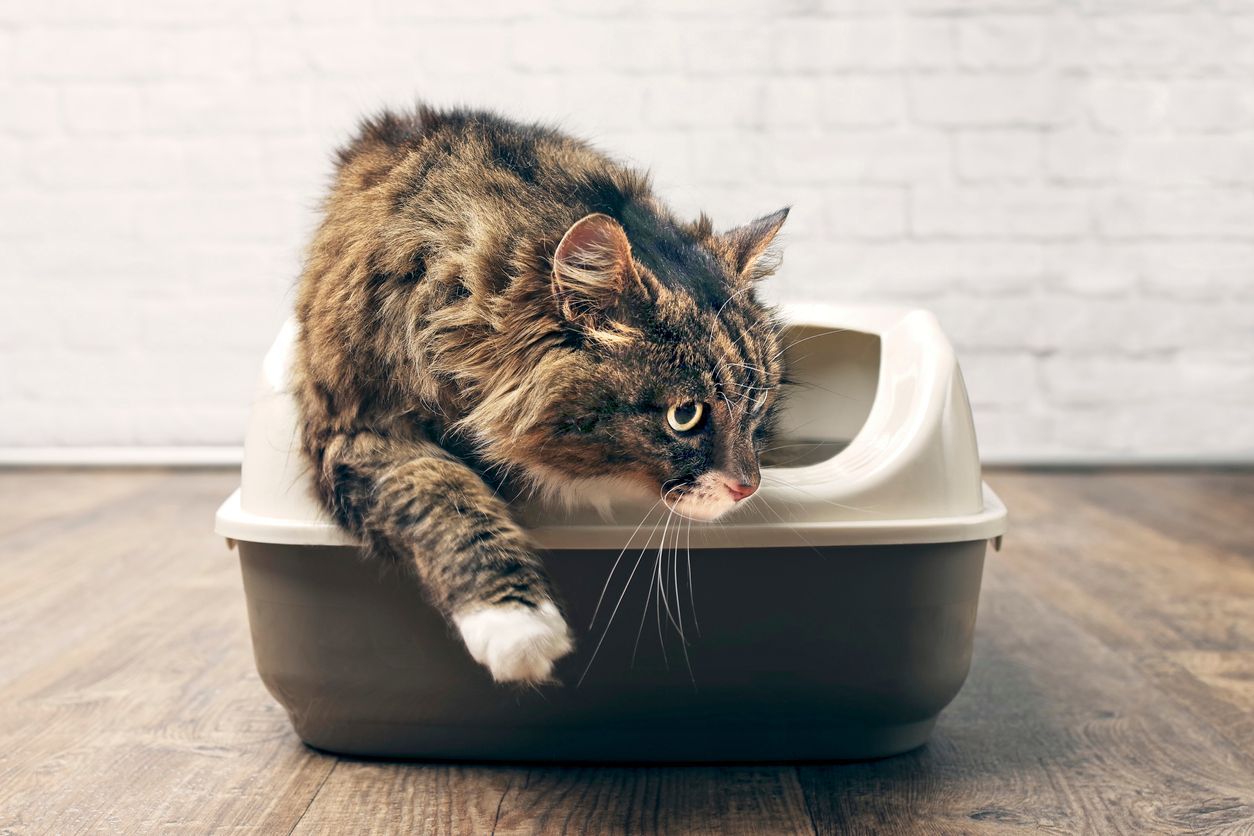 Everything you need to know to handle your cat’s constipation - A Persian cat stepping out of a litter box