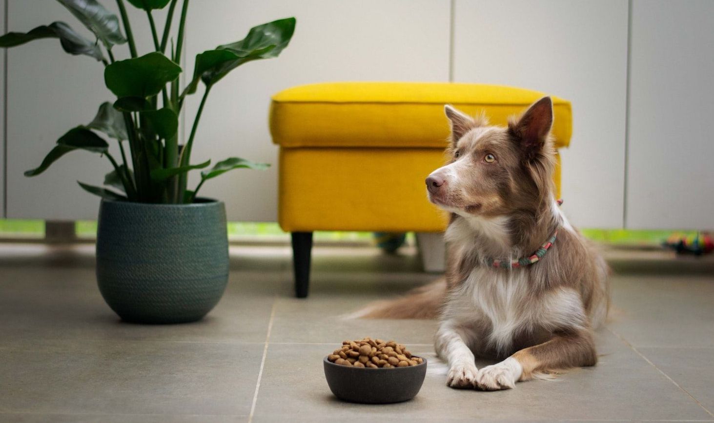 8 nutrition tips to show your pets the love - Vetster