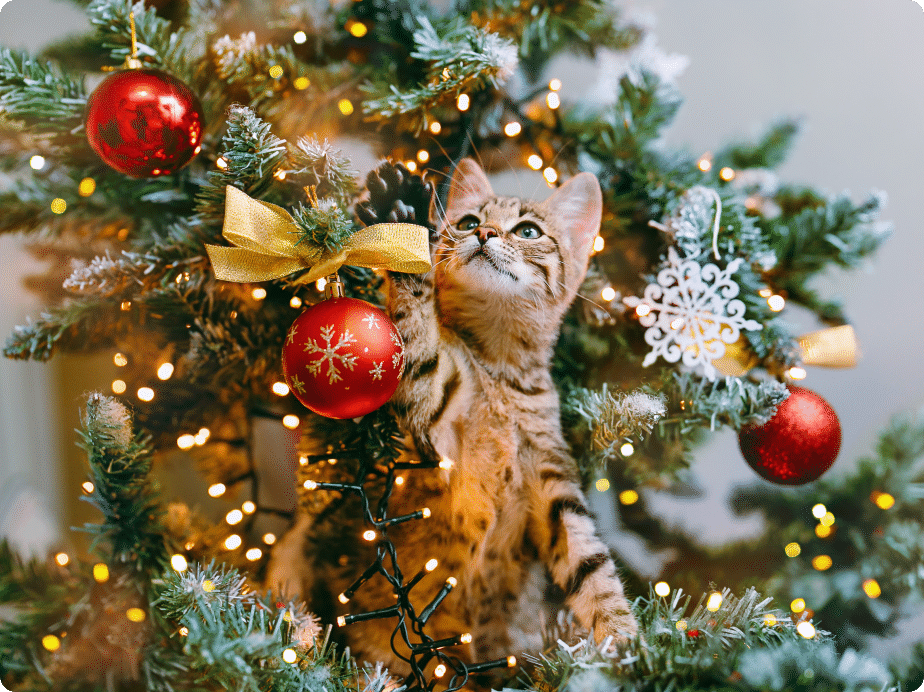 Cat playing with holiday decorations