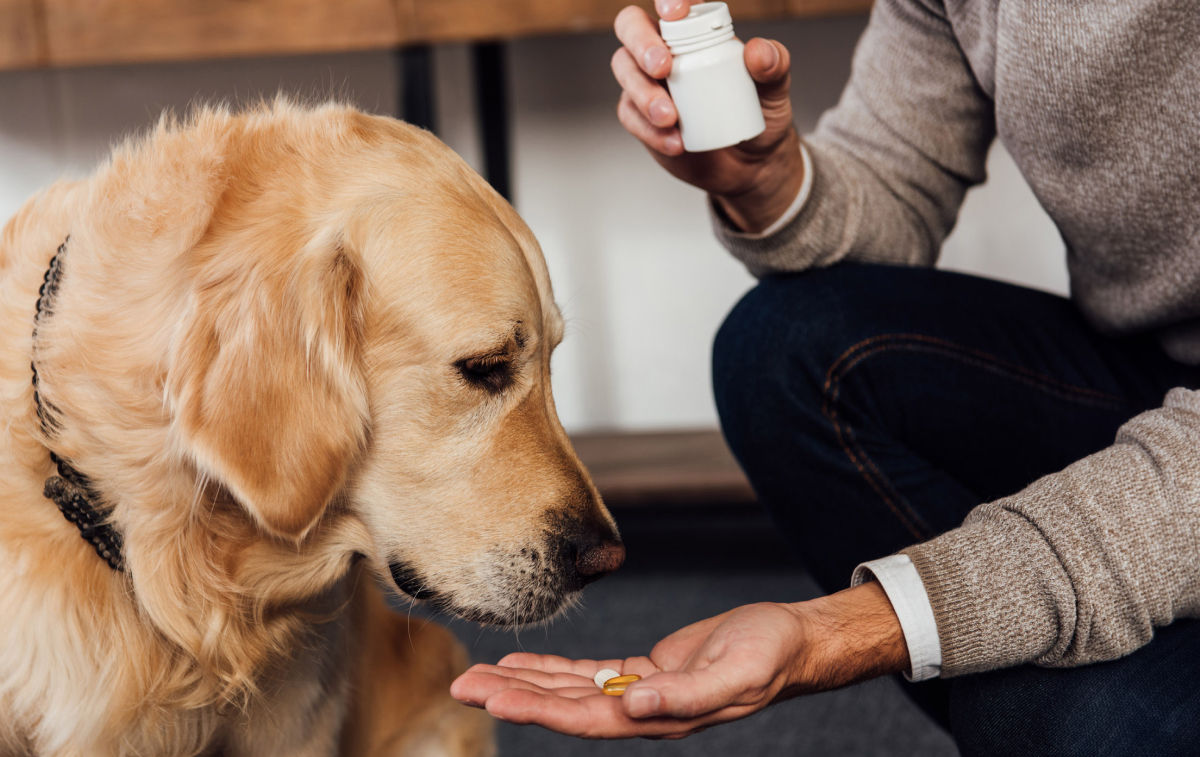 Pet prescriptions in New Mexico