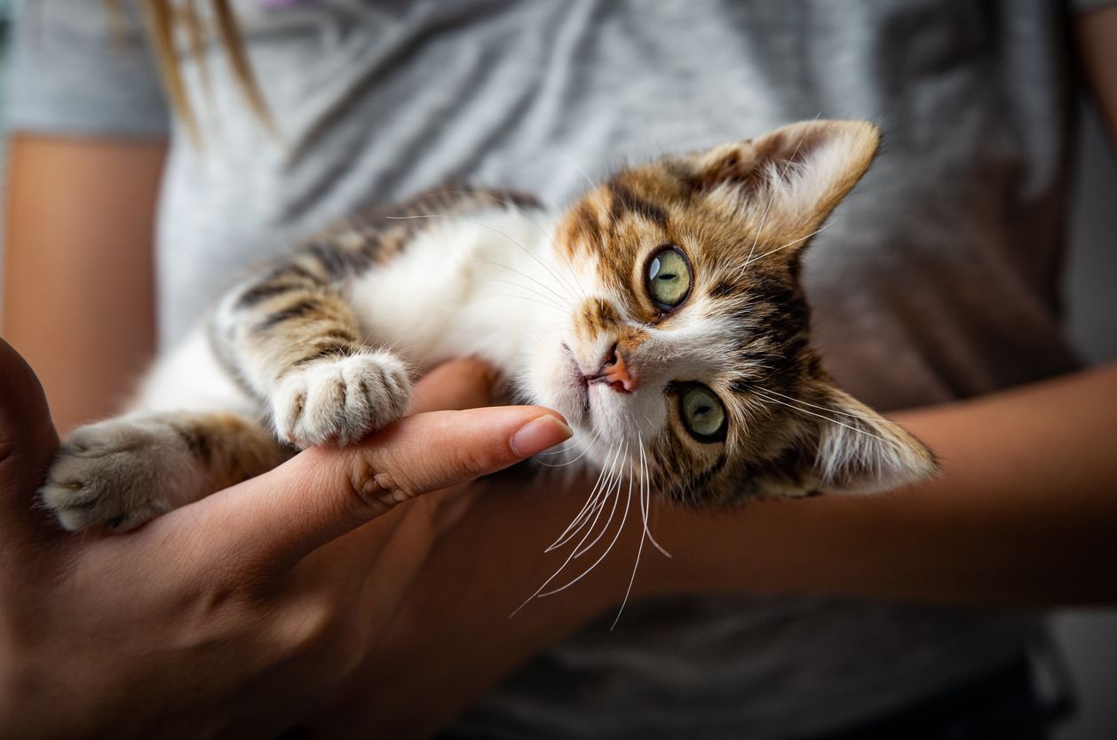 Cat health checklist: What is your cat’s normal?  - a kitten lying in someone's arms
